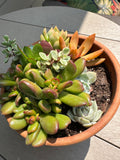 Succulents- small